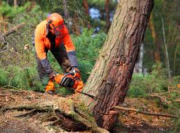 Best Fruit Tree Pruning  in Colleyville, TX