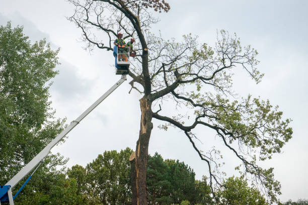 Lawn Pest Prevention in Colleyville, TX