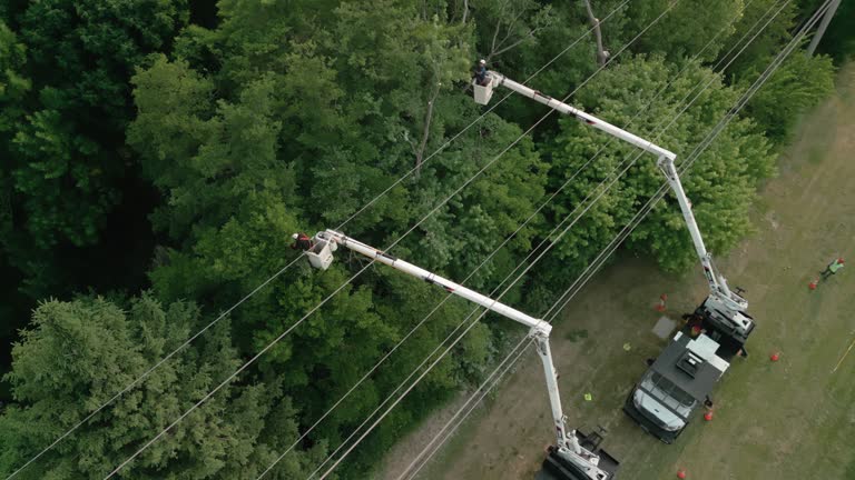 Tree and Shrub Care in Colleyville, TX