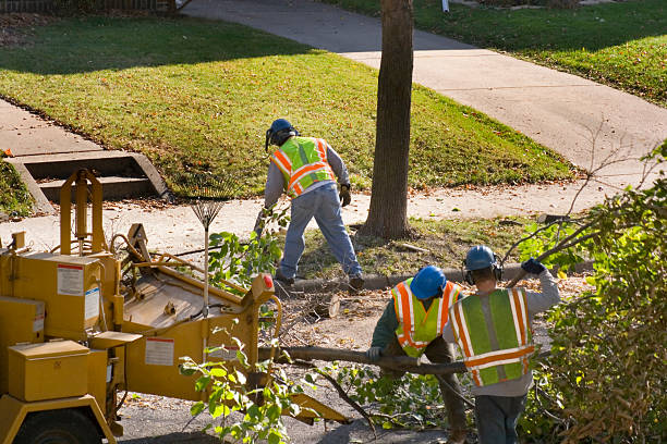 How Our Tree Care Process Works  in  Colleyville, TX